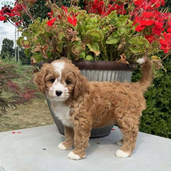 Gracie, Cavapoo Puppy